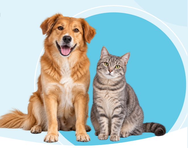 Immagine_2026_10_12_150826.png